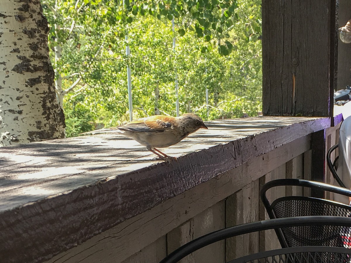 Yellow-eyed Junco - ML623898723