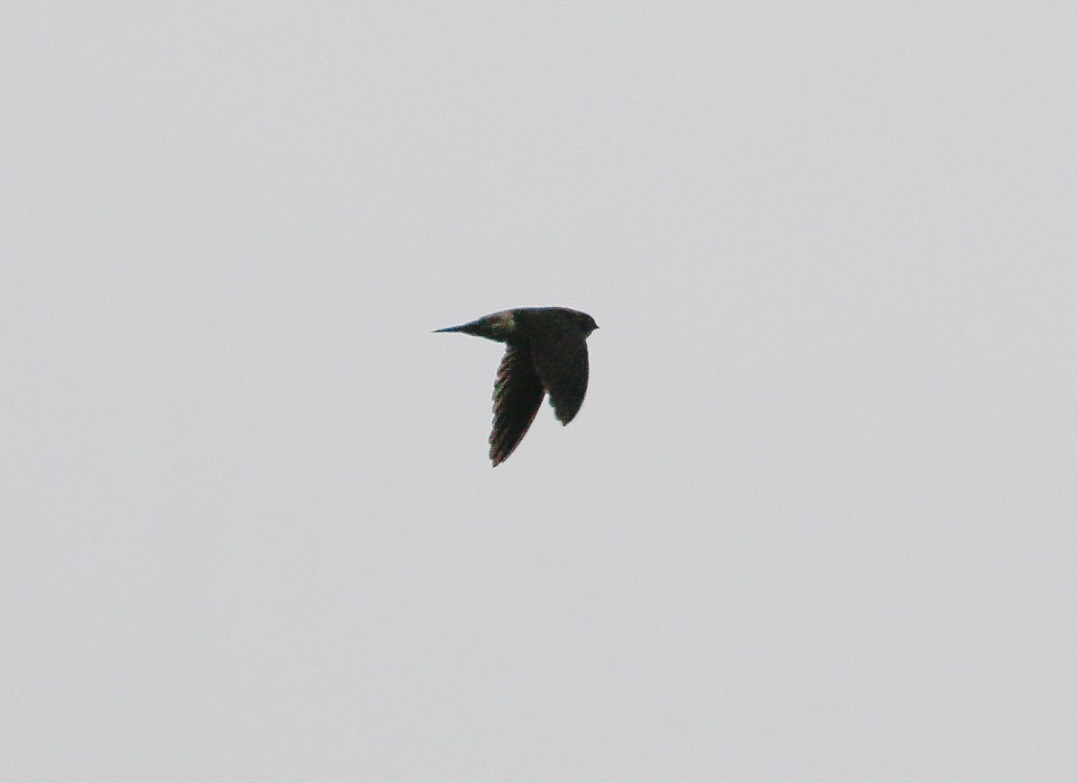 Germain's Swiftlet - ML623898724