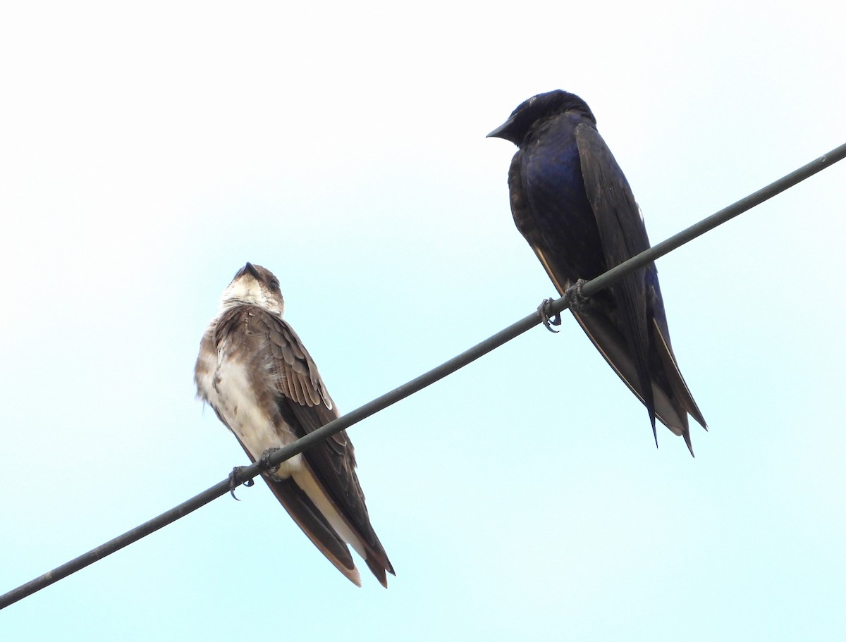 Brown-chested Martin - ML623898732