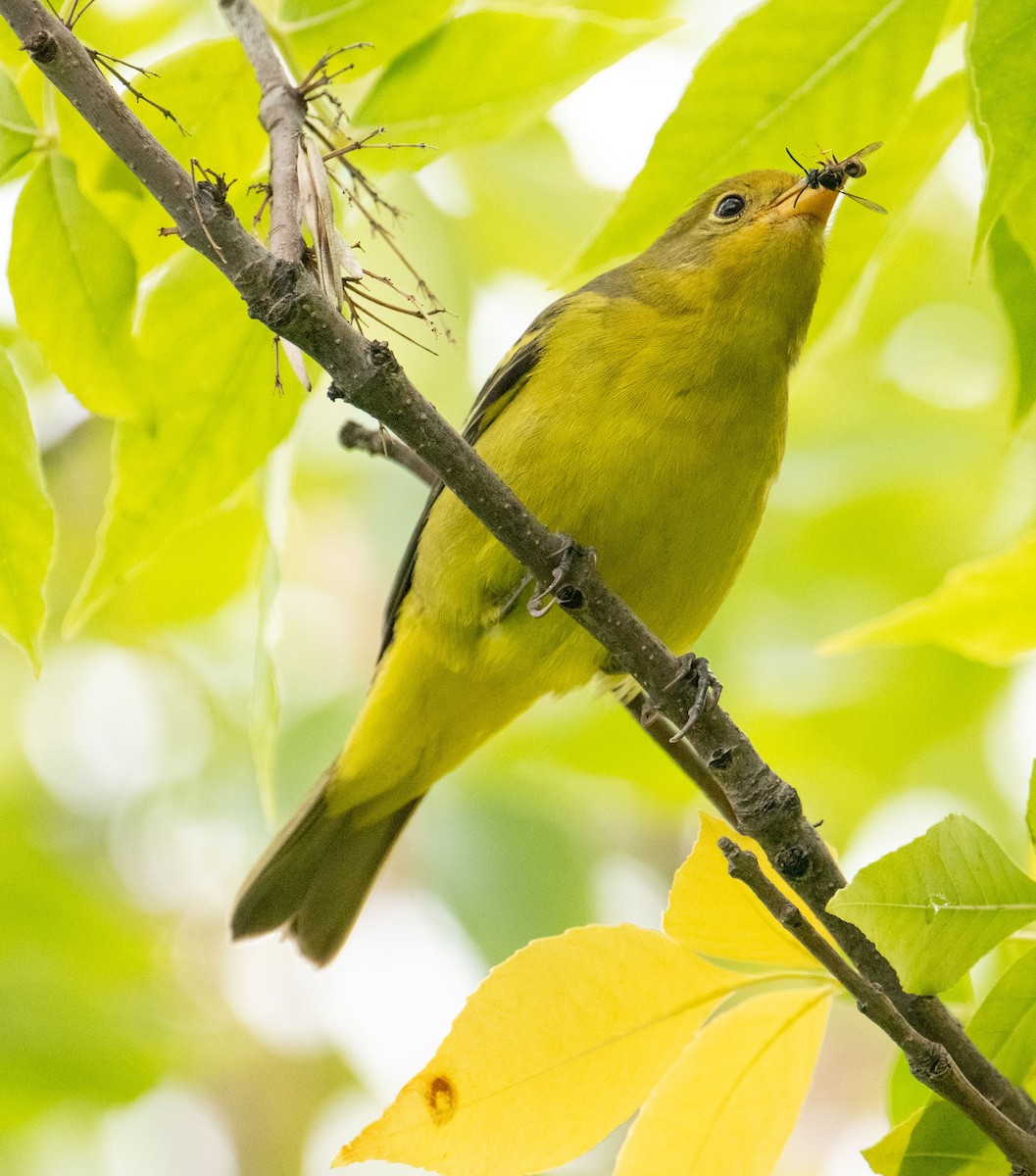 Western Tanager - ML623898736