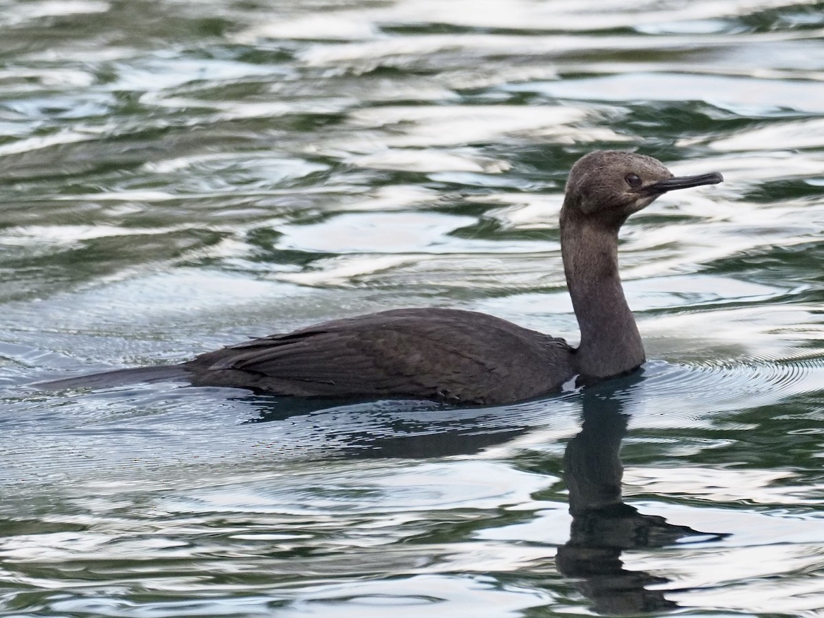 Pelagic Cormorant - ML623898746