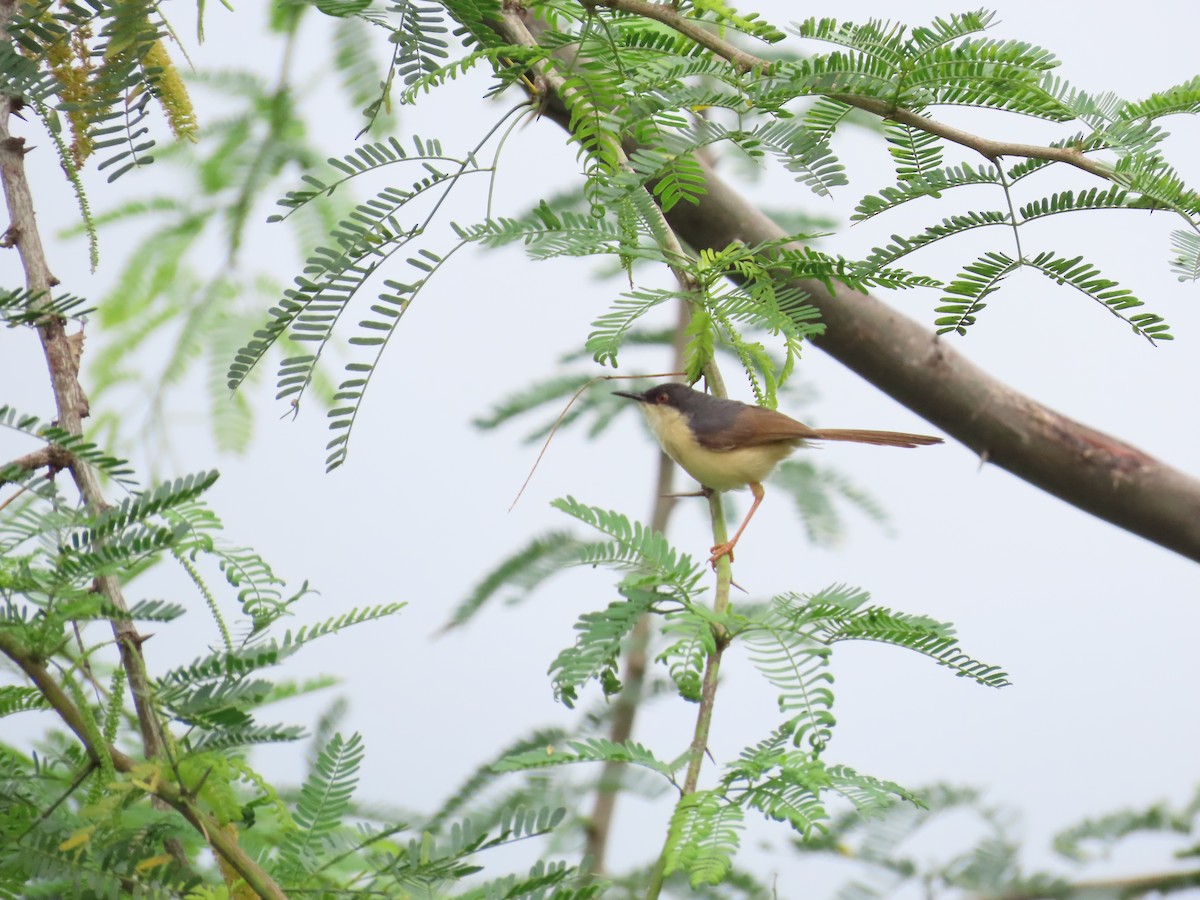 Ashy Prinia - ML623898748