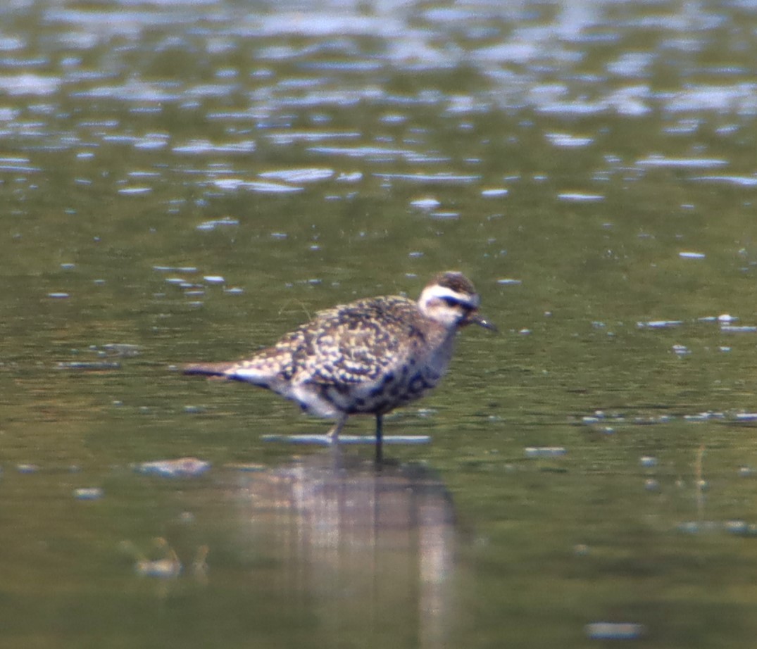 American Golden-Plover - Ann Anderson