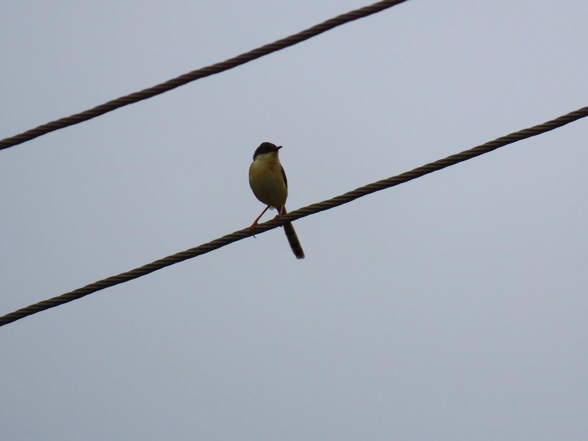 Ashy Prinia - ML623898753