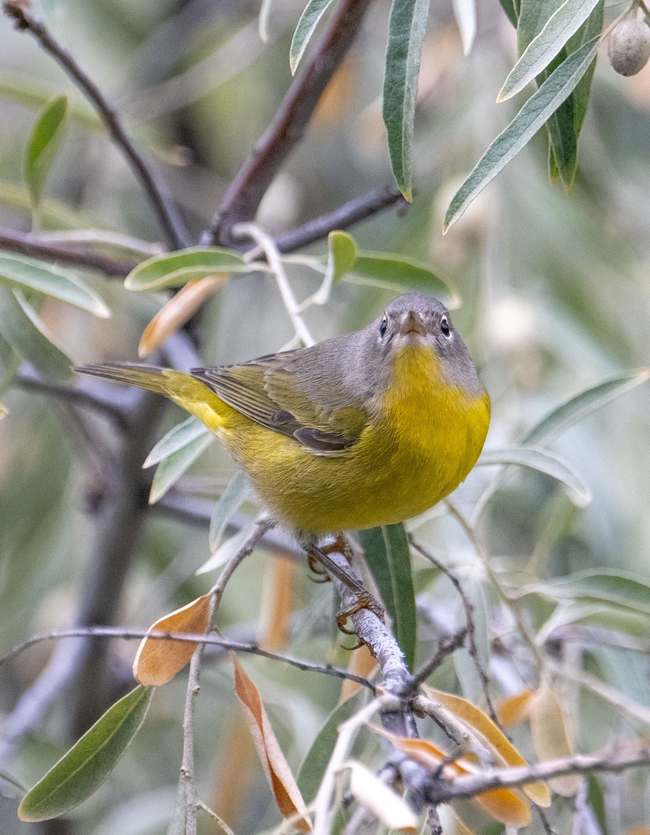 Nashville Warbler - ML623898757