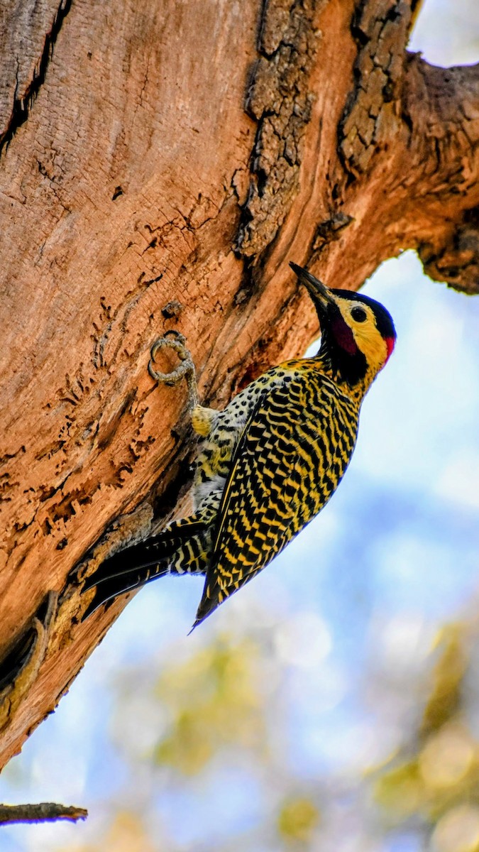 Green-barred Woodpecker - ML623898762