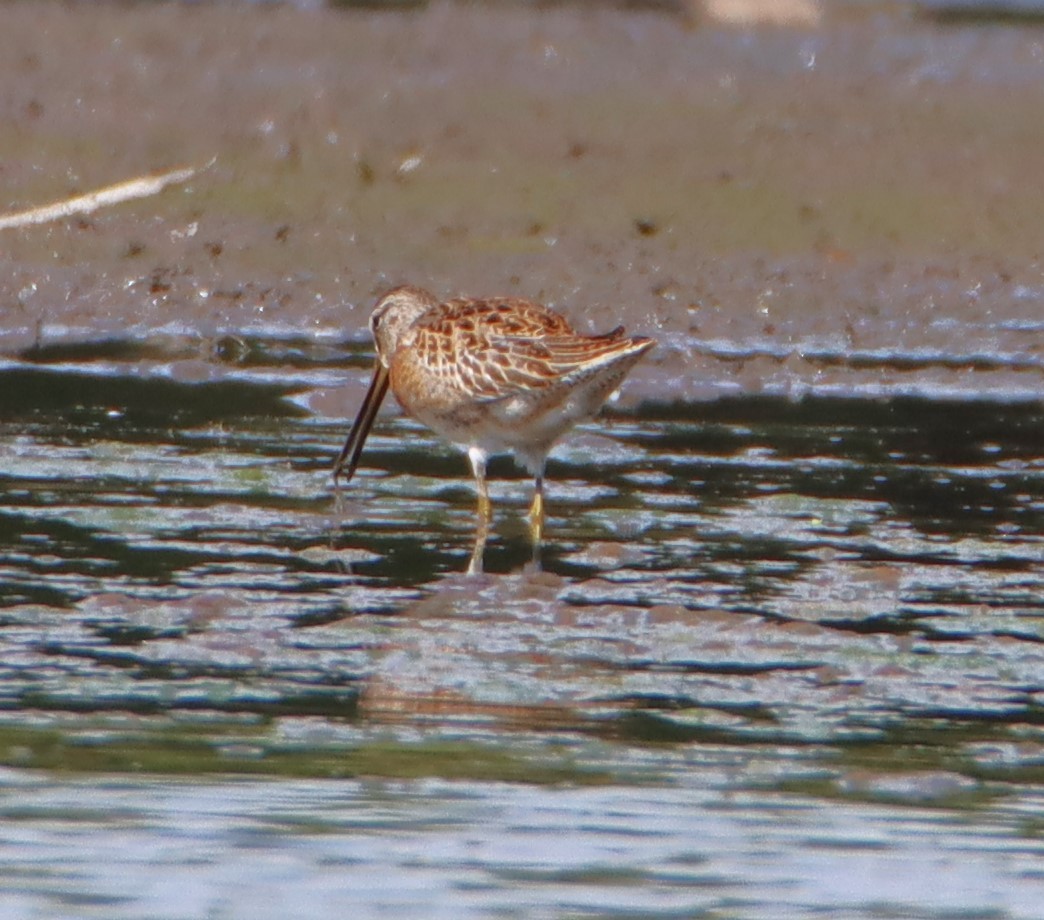 kortnebbekkasinsnipe - ML623898765