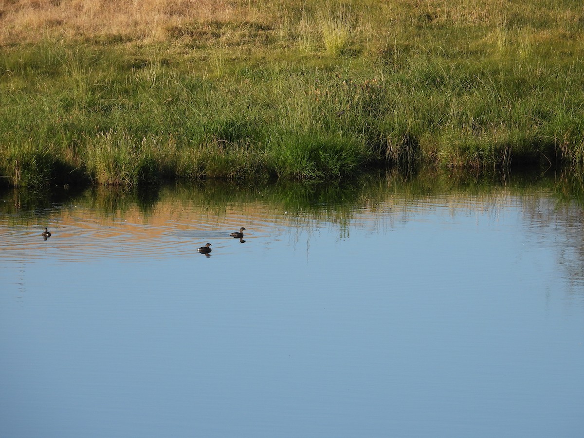 Pied-billed Grebe - ML623898776