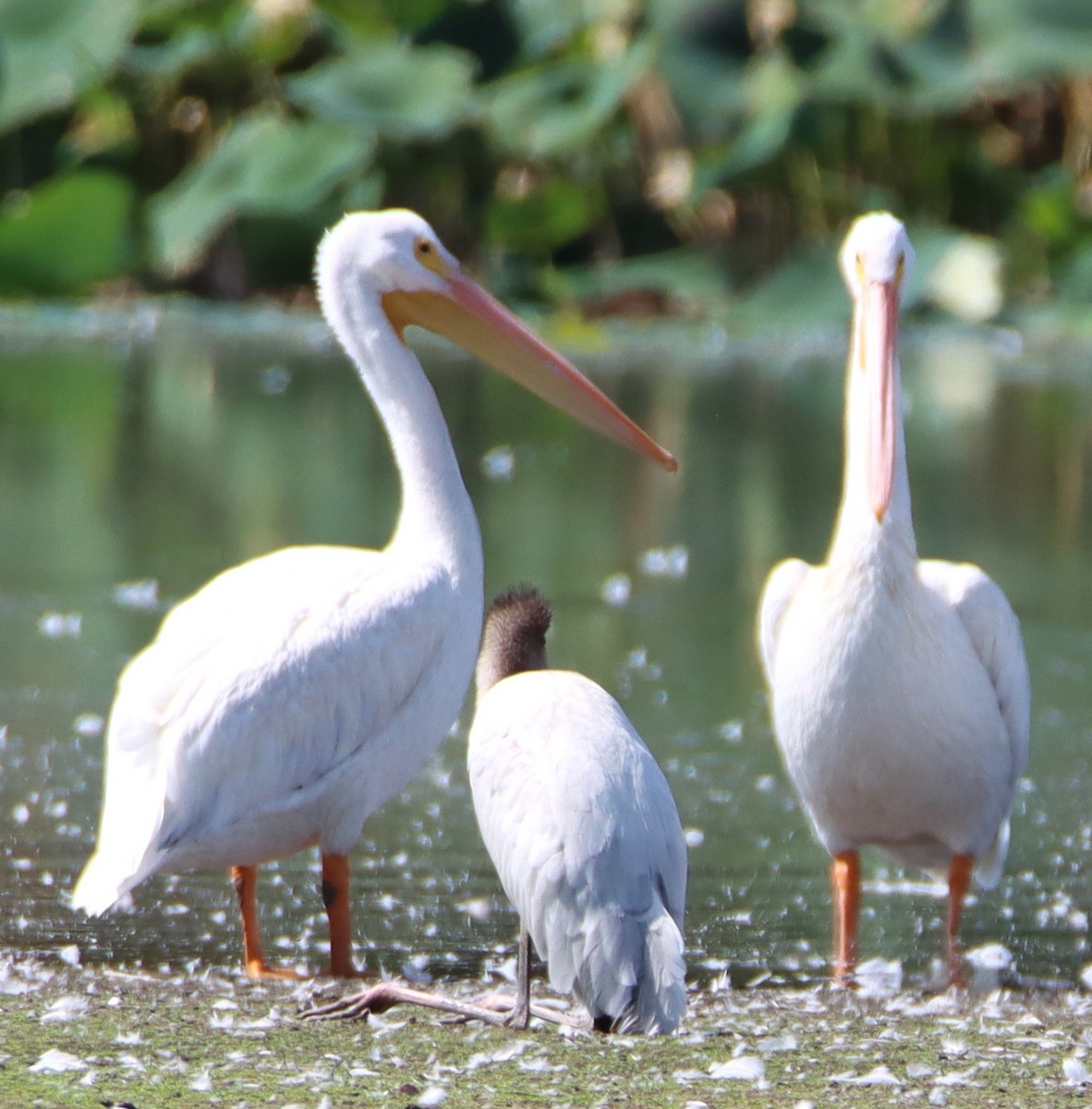 Wood Stork - ML623898778