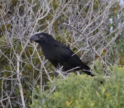 Groove-billed Ani - ML623898781