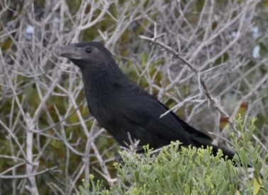 Groove-billed Ani - ML623898782