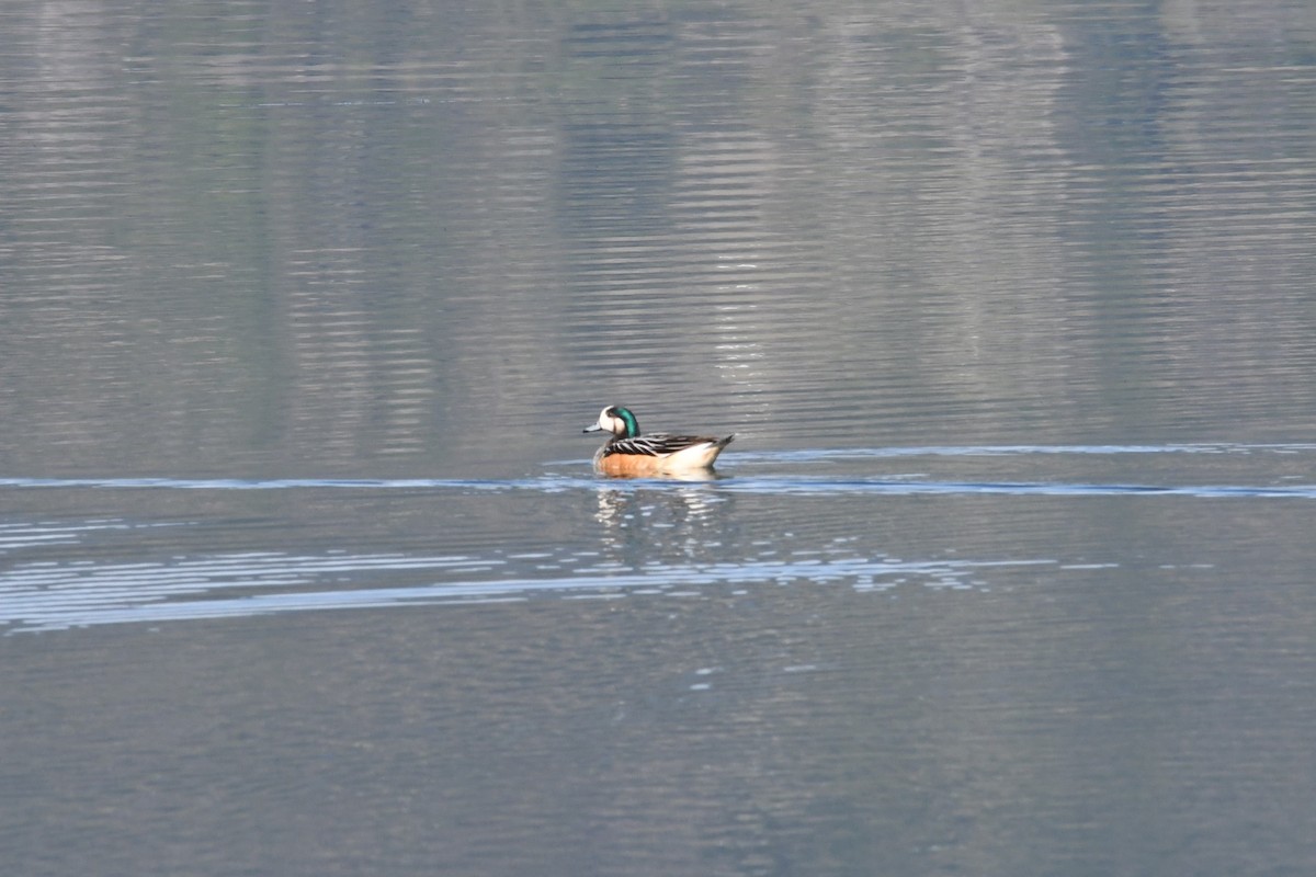 Chiloe Wigeon - ML623898783