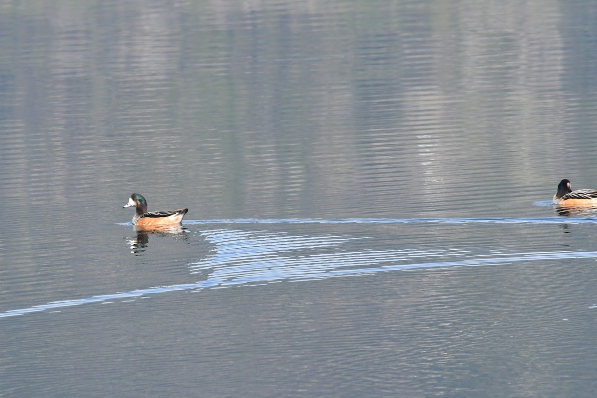 Chiloe Wigeon - ML623898784