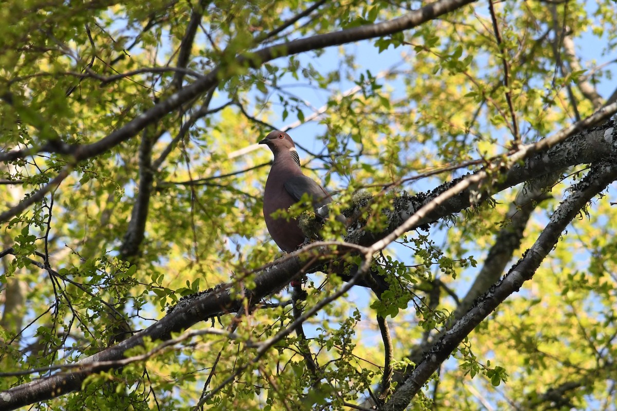 Chilean Pigeon - ML623898790