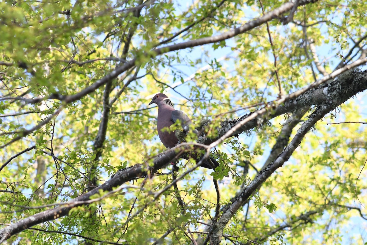 Paloma Araucana - ML623898791