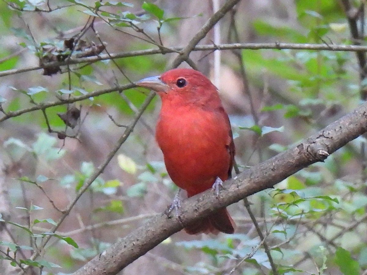 Summer Tanager - Ed Daniels