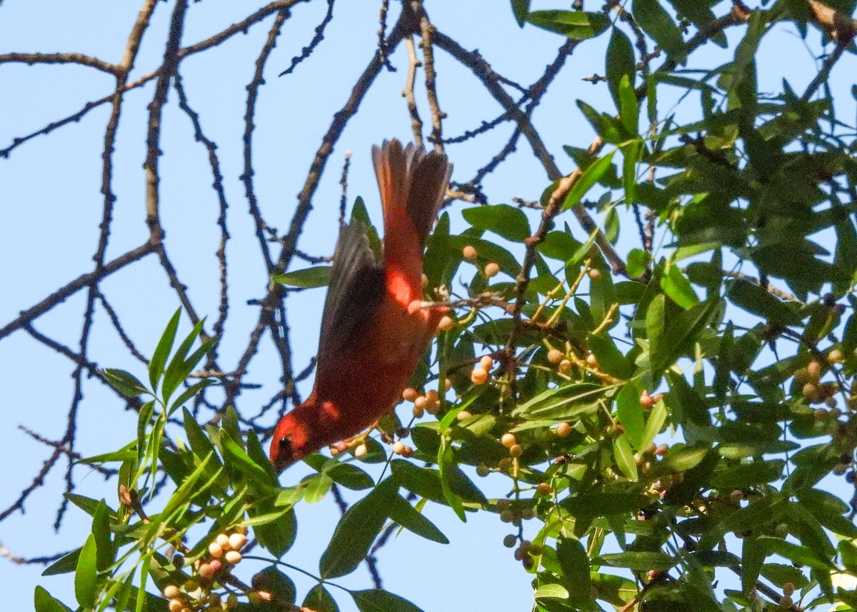 Summer Tanager - ML623898793