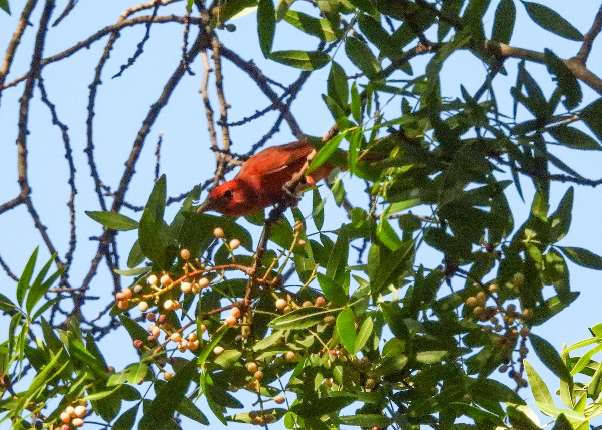 Summer Tanager - ML623898794