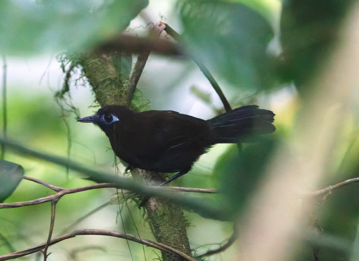 Zeledon's Antbird - ML623898795