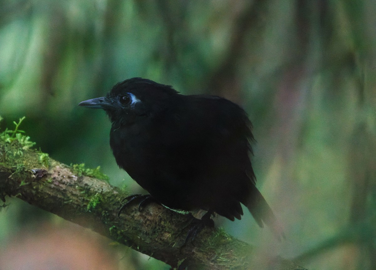 Zeledon's Antbird - ML623898796