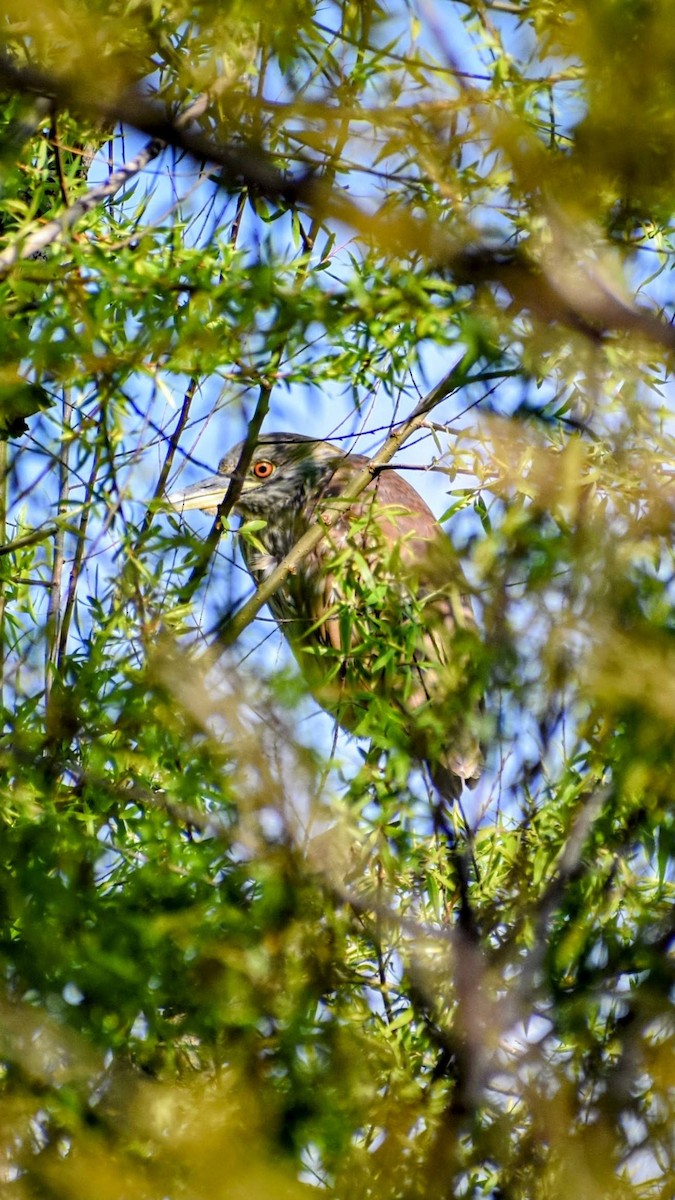 Black-crowned Night Heron - ML623898797