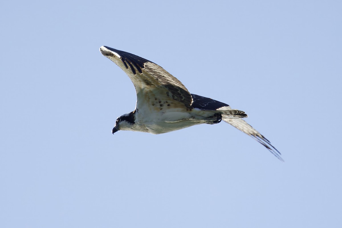 Osprey - Frances Jamieson