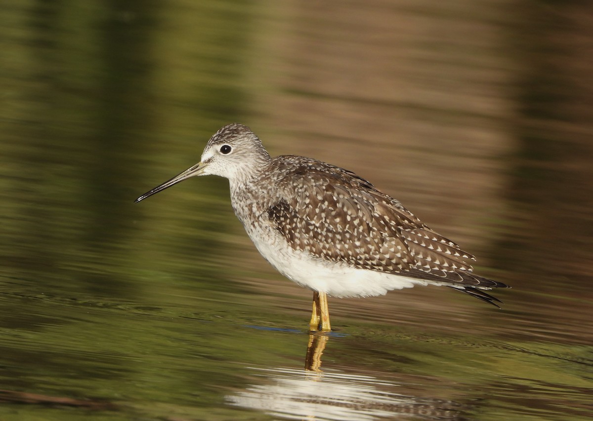 Greater Yellowlegs - ML623898805