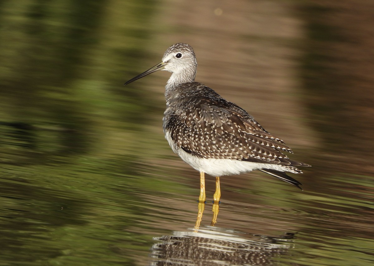 Greater Yellowlegs - ML623898806