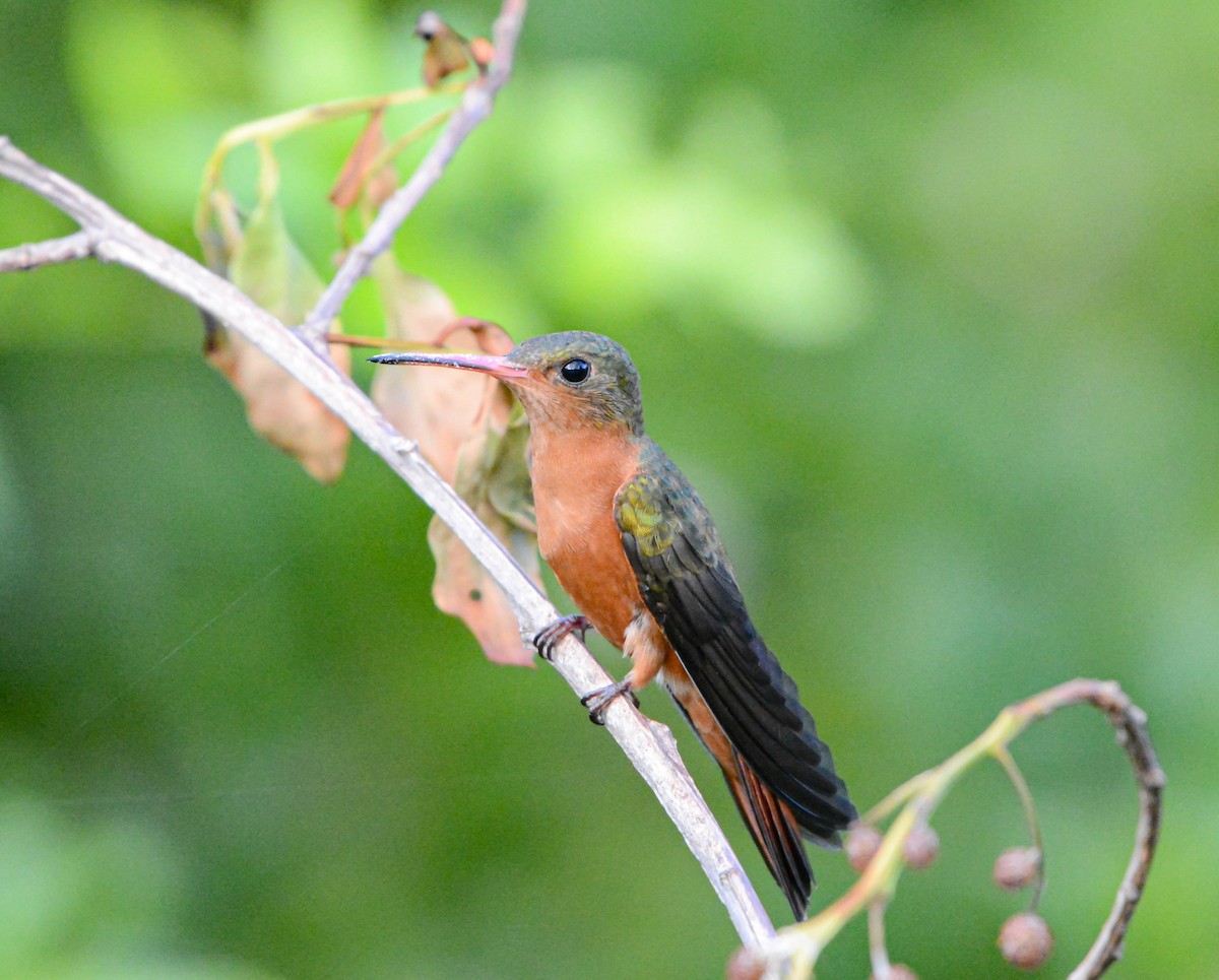 Cinnamon Hummingbird - ML623898807