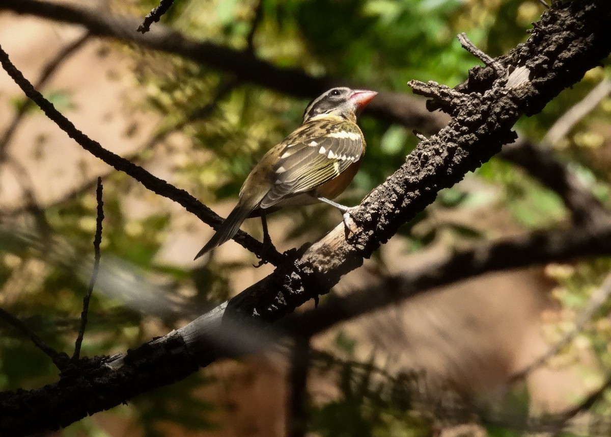 Black-headed Grosbeak - ML623898808