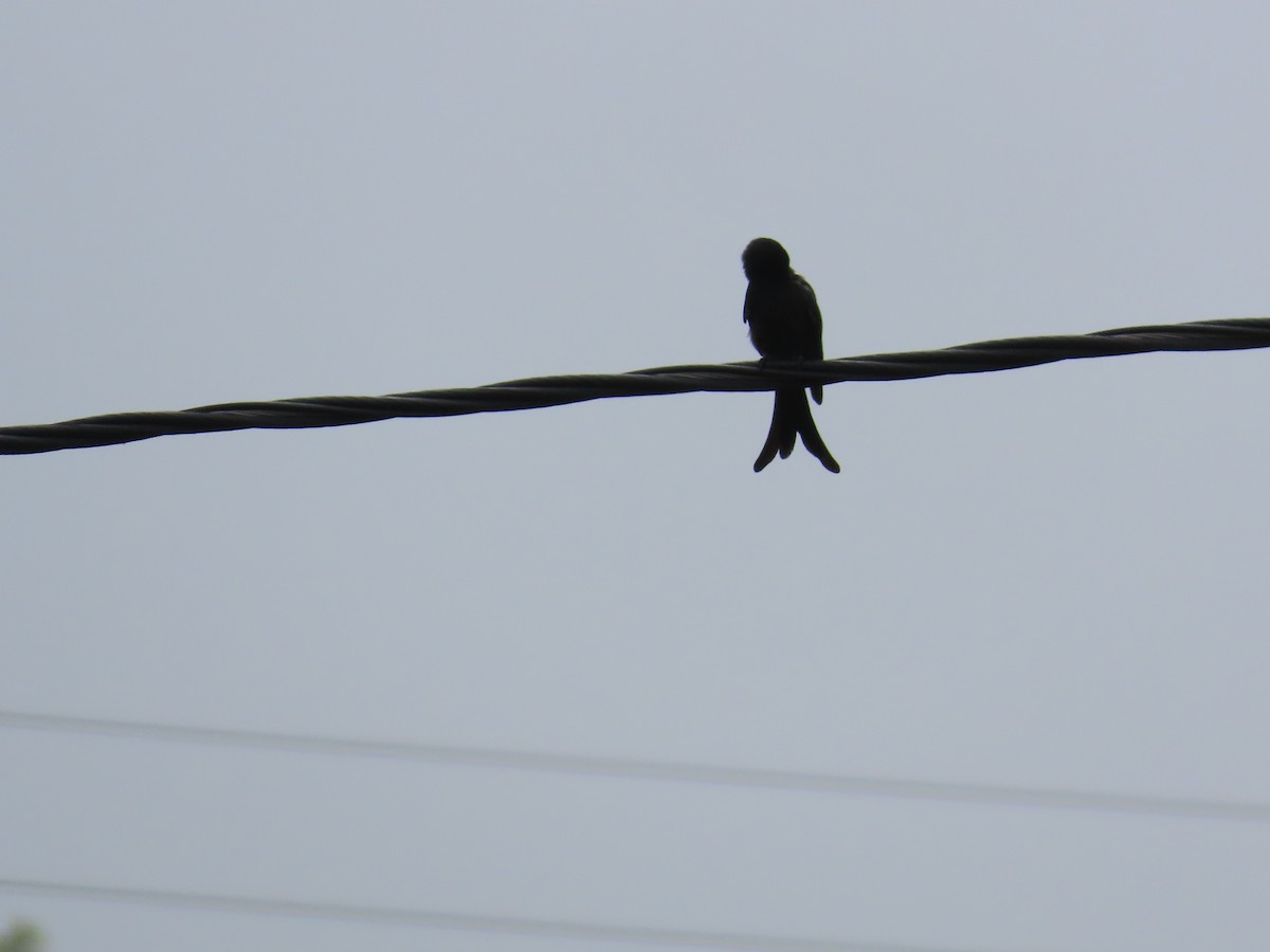 Black Drongo - ML623898810