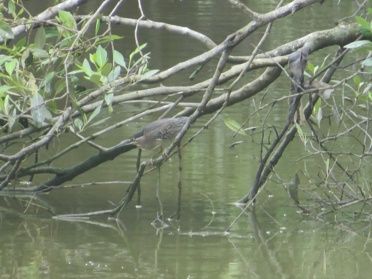 Striated Heron - ML623898815