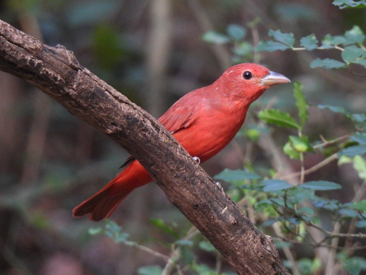 Summer Tanager - ML623898816