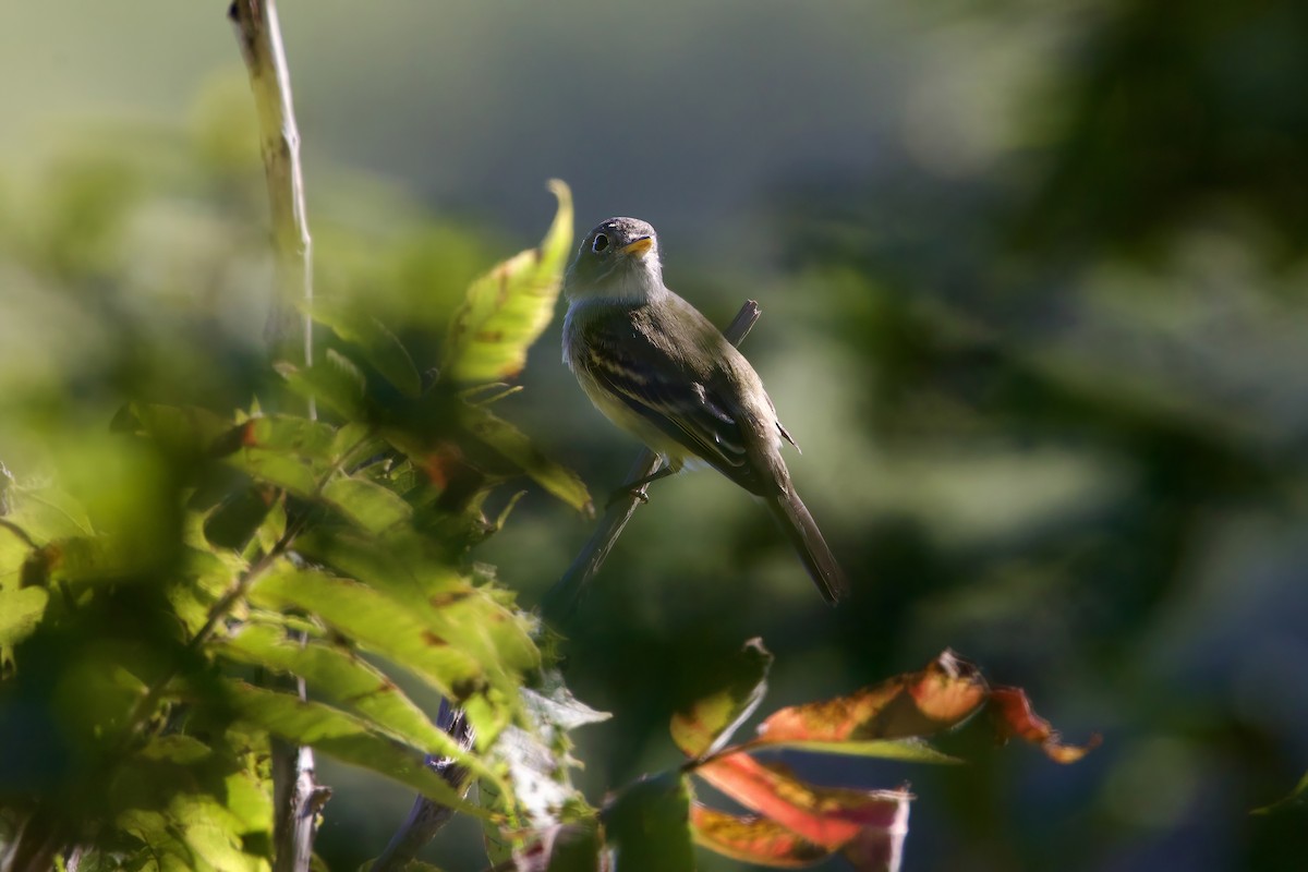 Least Flycatcher - ML623898817