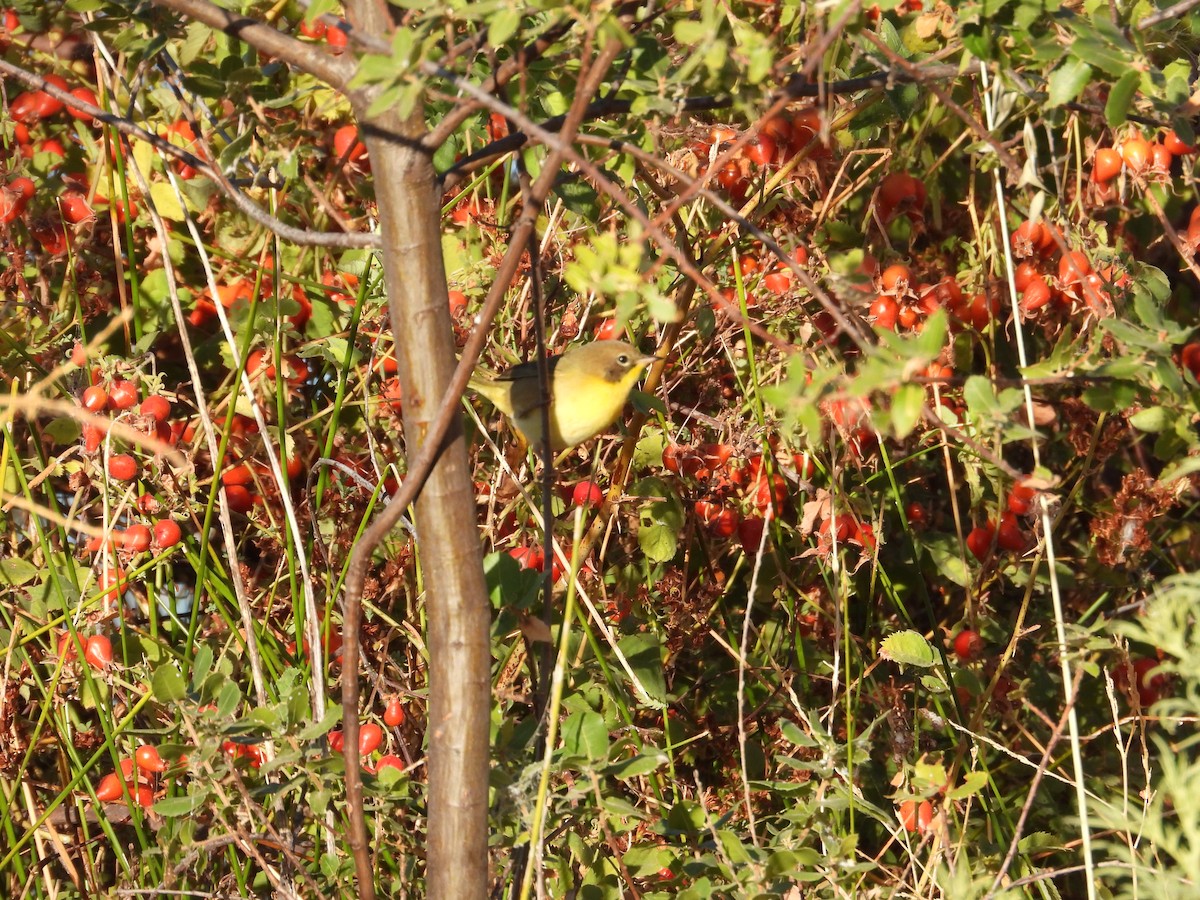 Common Yellowthroat - Mark Donahue