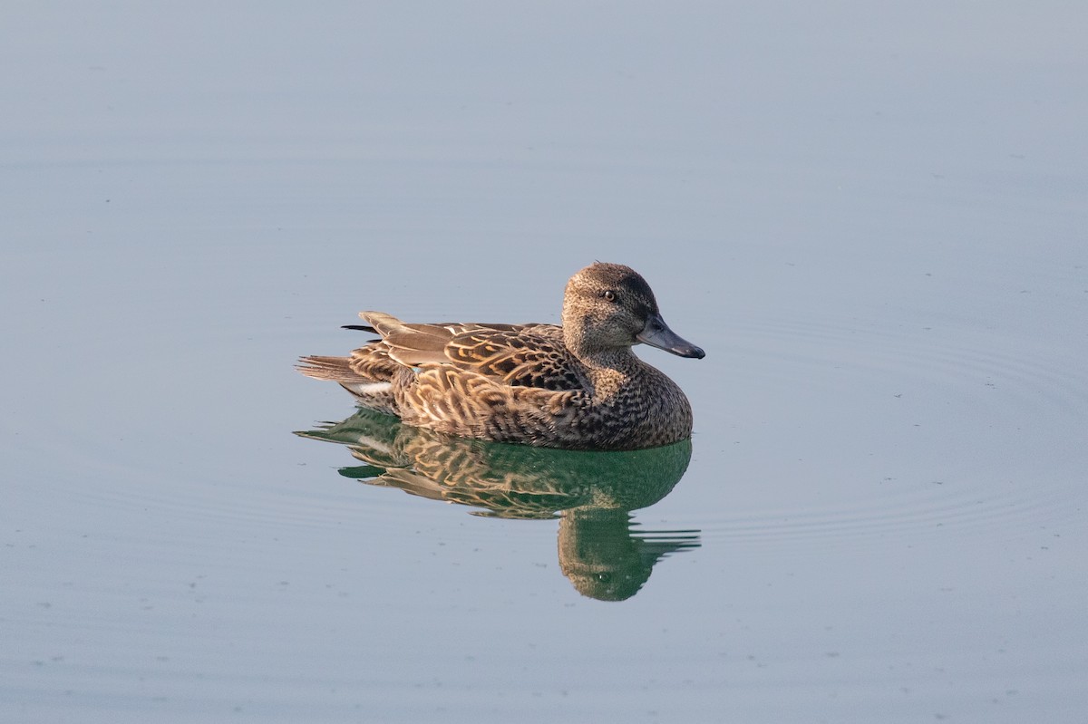 Green-winged Teal (American) - ML623898821