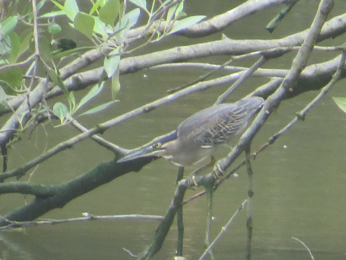 Striated Heron - ML623898822