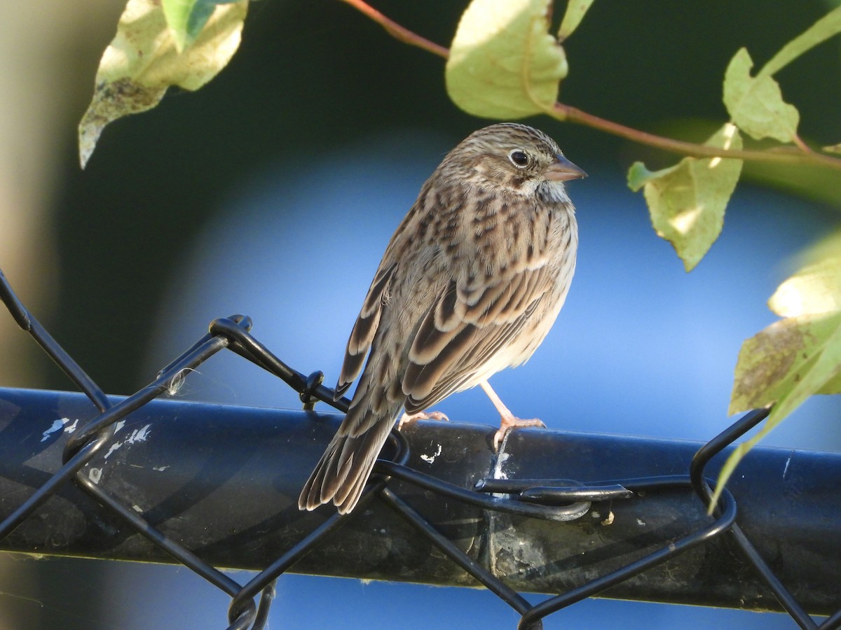 Vesper Sparrow - Nick Swan