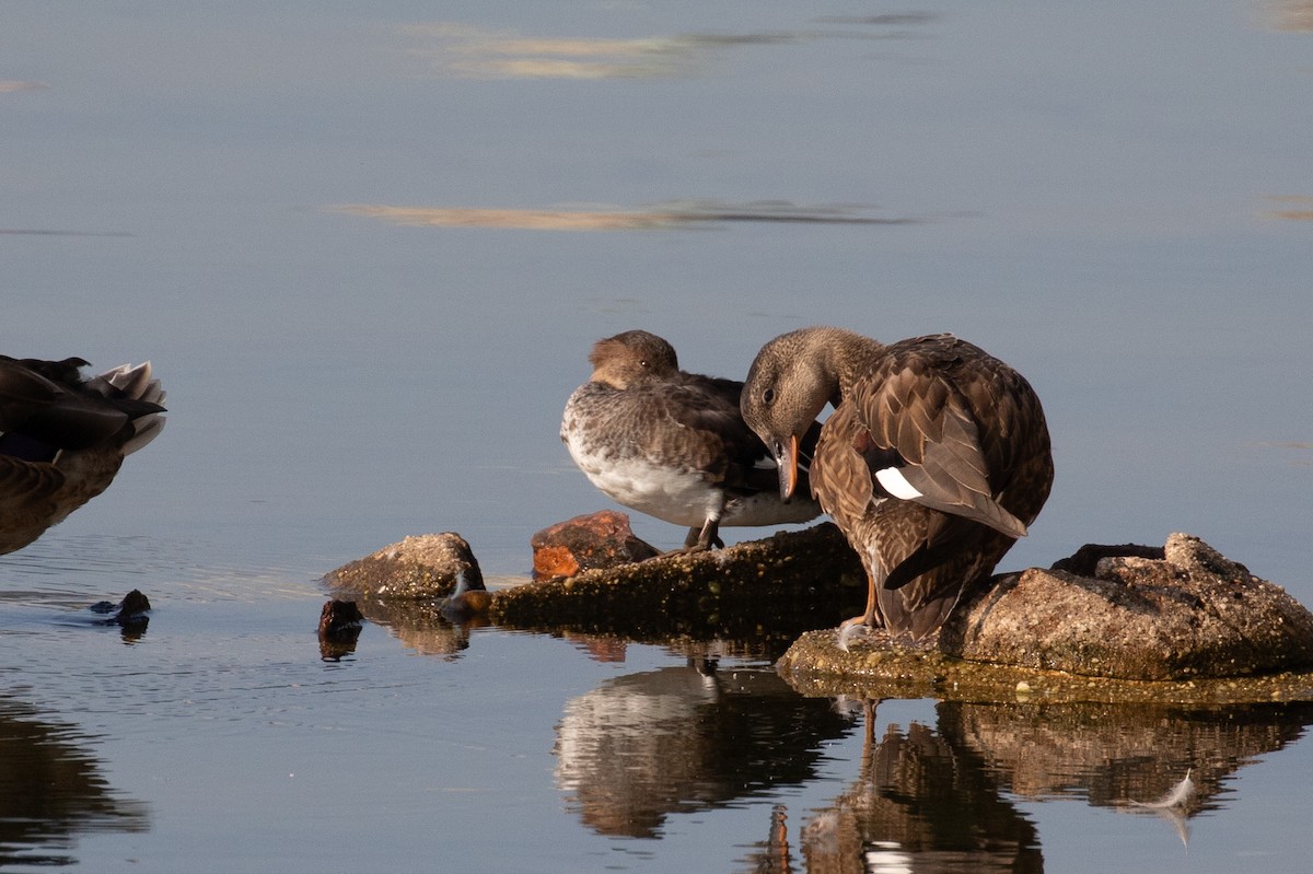 Hooded Merganser - ML623898824