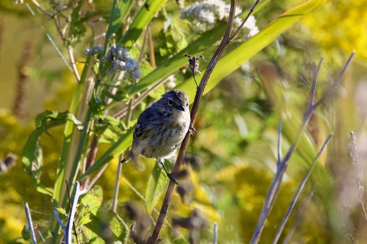 Yellow-rumped Warbler - ML623898828