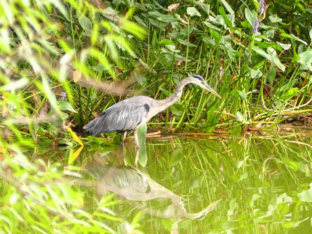 Great Blue Heron - ML623898830