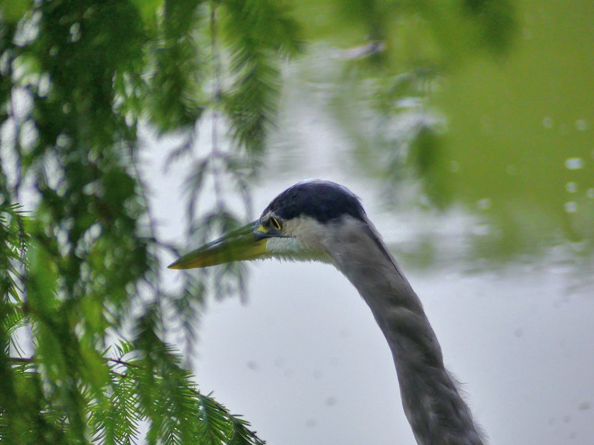 Great Blue Heron - Molly C