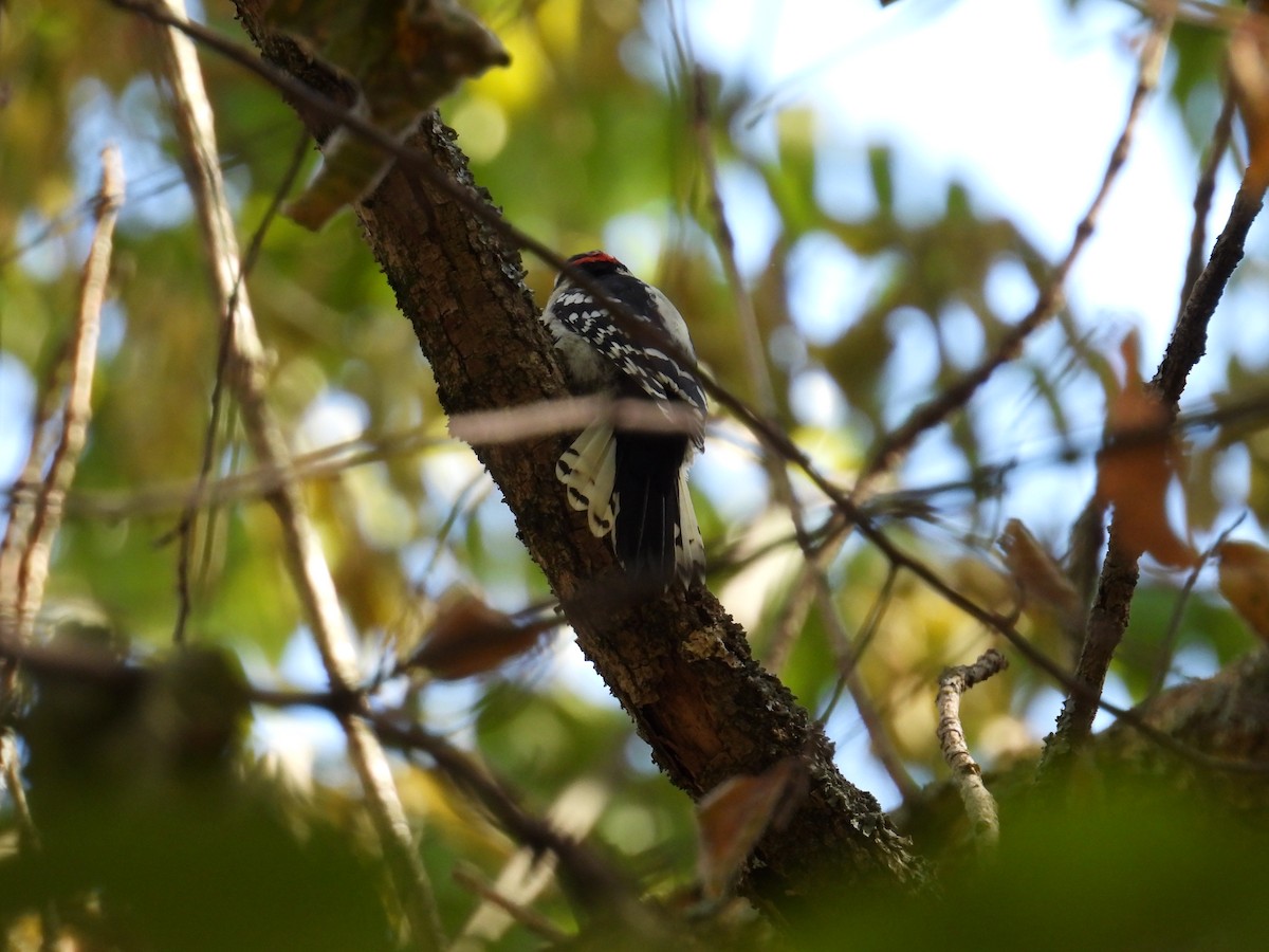 Downy Woodpecker - ML623898855