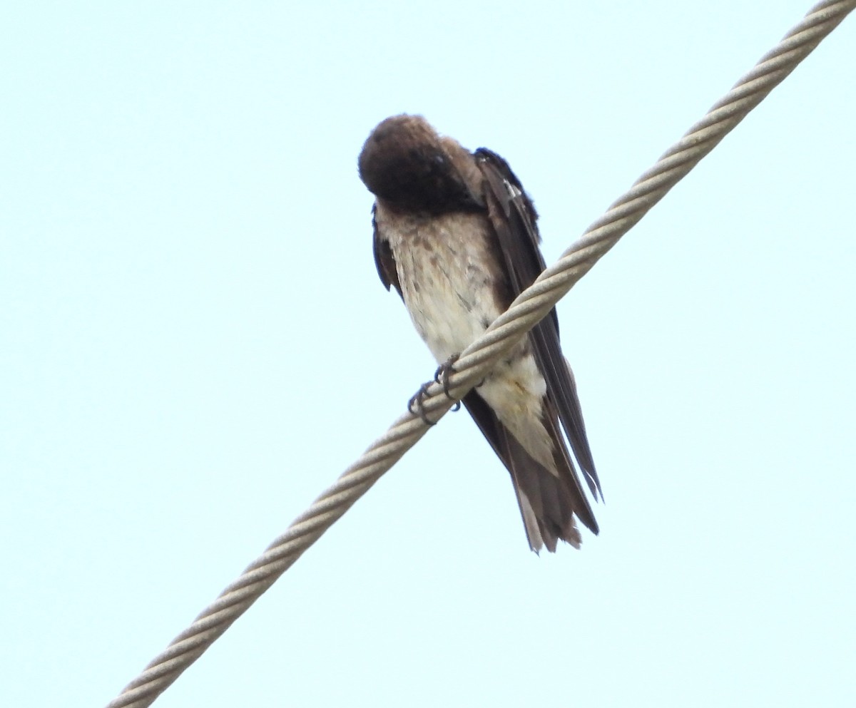 Gray-breasted Martin - ML623898856