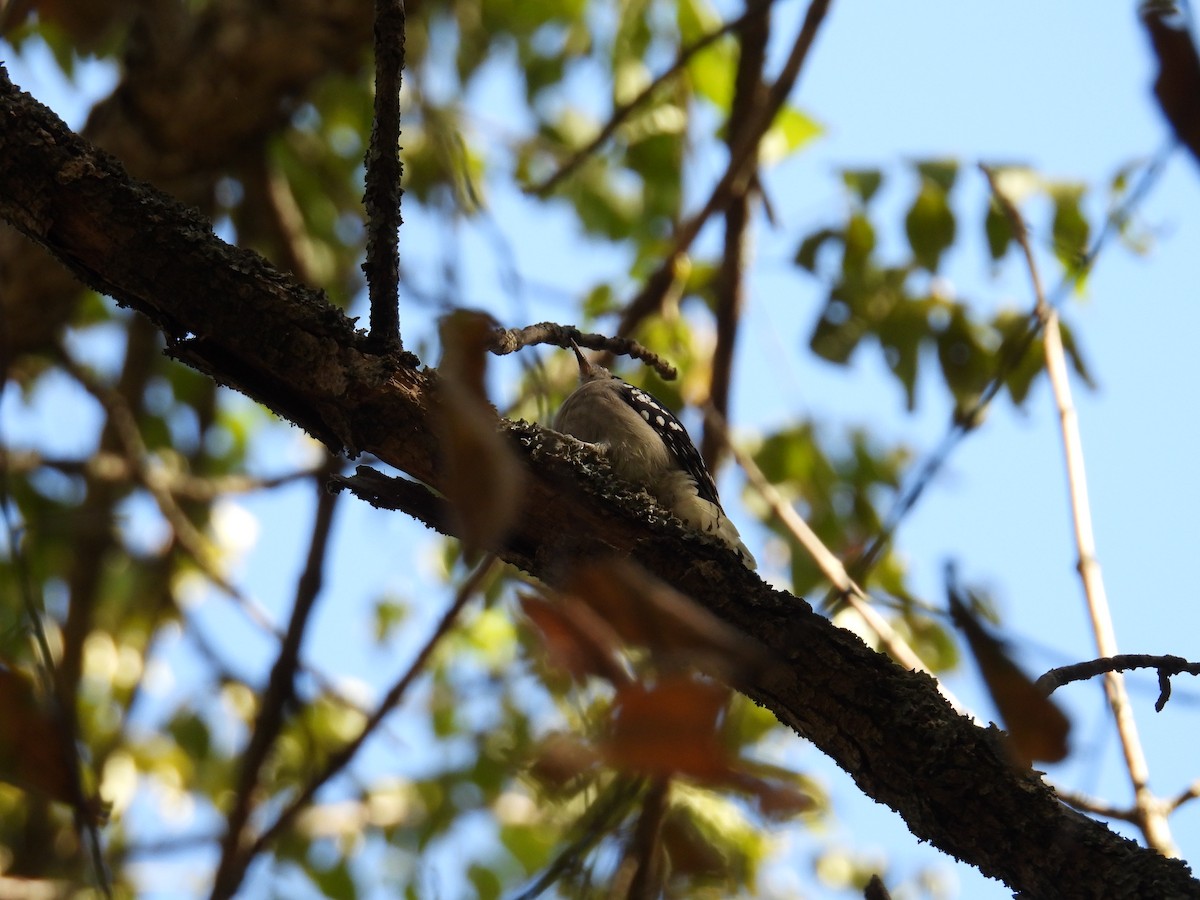 Downy Woodpecker - Richard Andrews