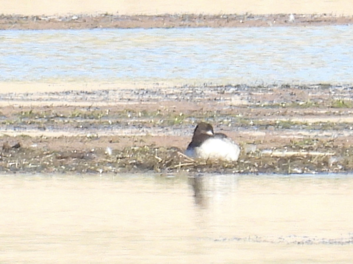 Bufflehead - ML623898858