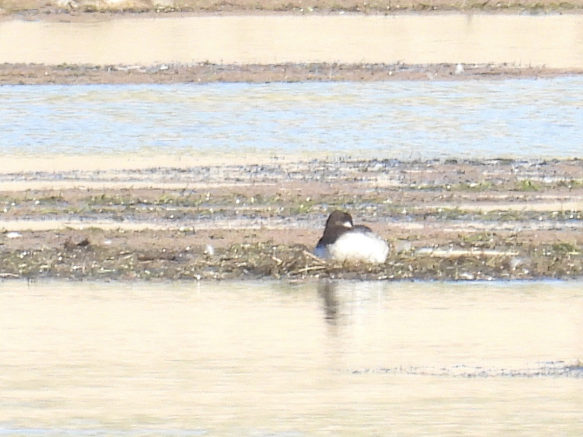 Bufflehead - Chris Parsons