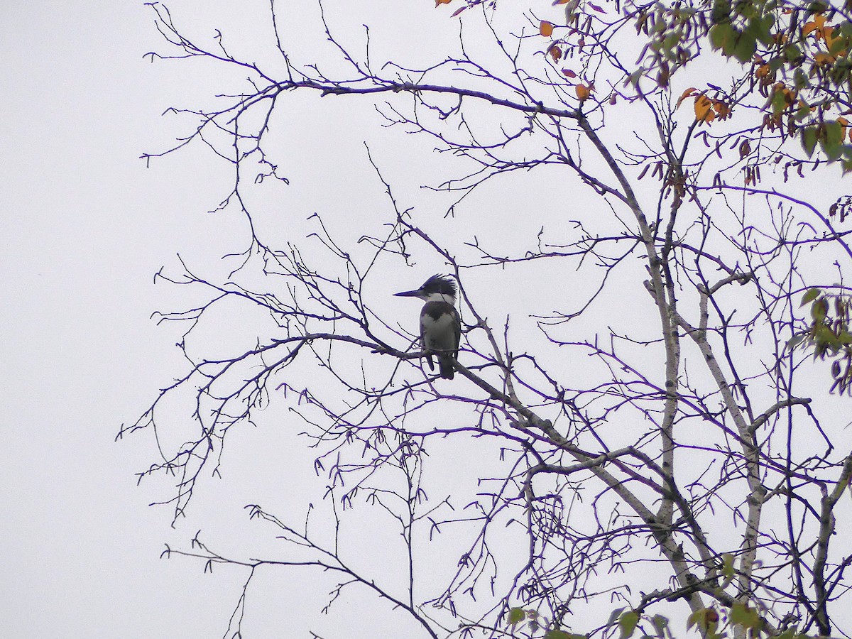 Belted Kingfisher - ML623898863