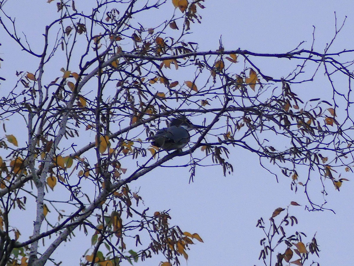 Belted Kingfisher - ML623898864