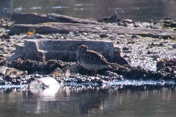 Pectoral Sandpiper - Xiaoni Xu